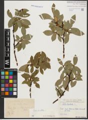 Foto von Salix hastata L.